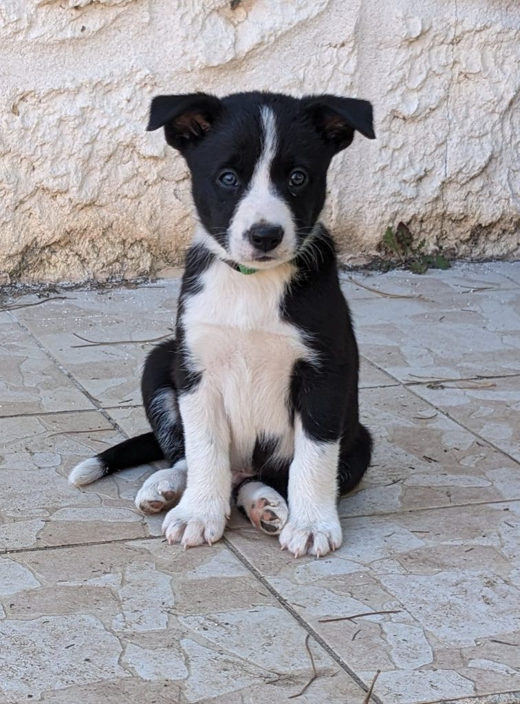 Huan Seha Sy-Phaa - Chiot disponible  - Border Collie