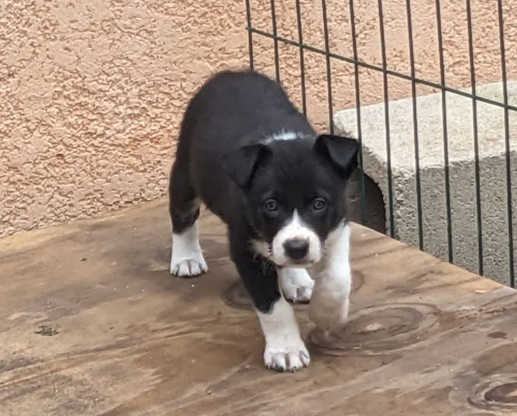 Huan Seha Sy-Phaa - Chiot disponible  - Border Collie