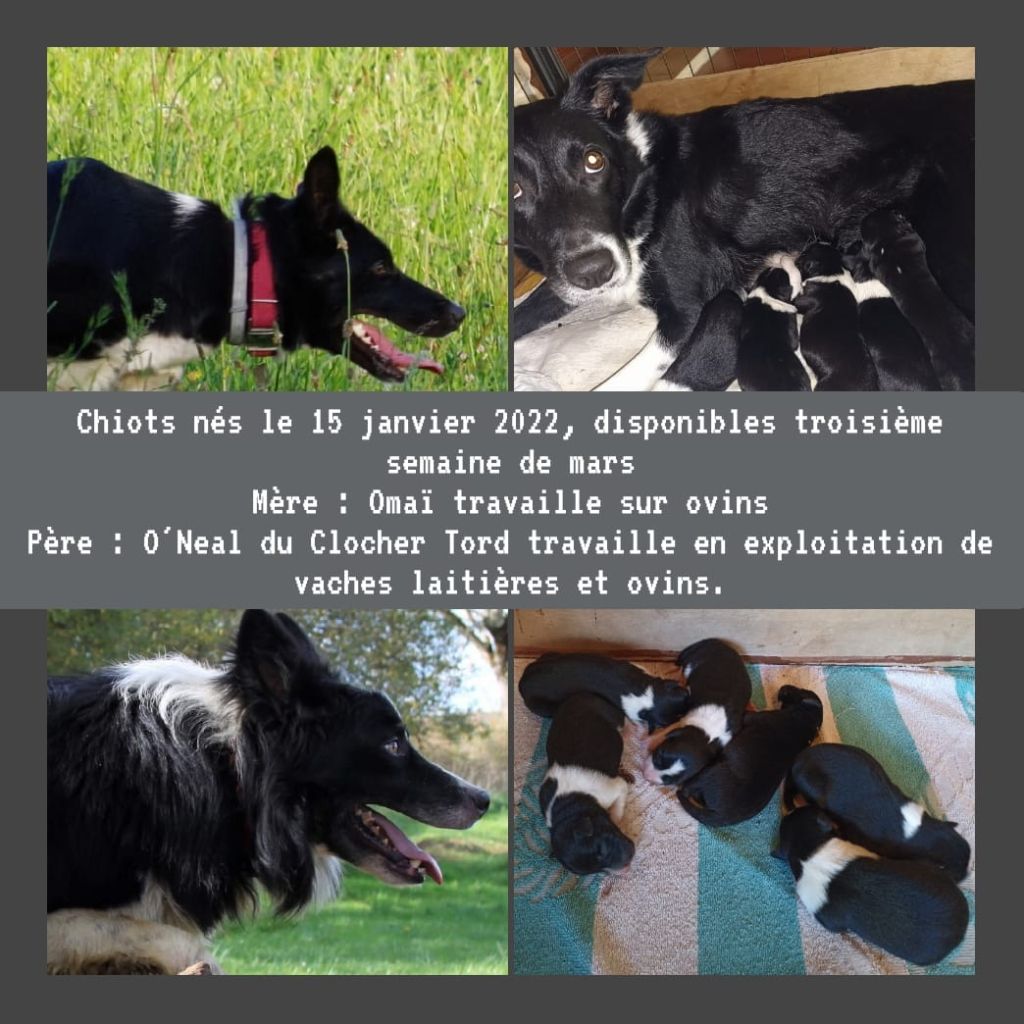 Huan Seha Sy-Phaa - Portée de Border collie dans le Gard