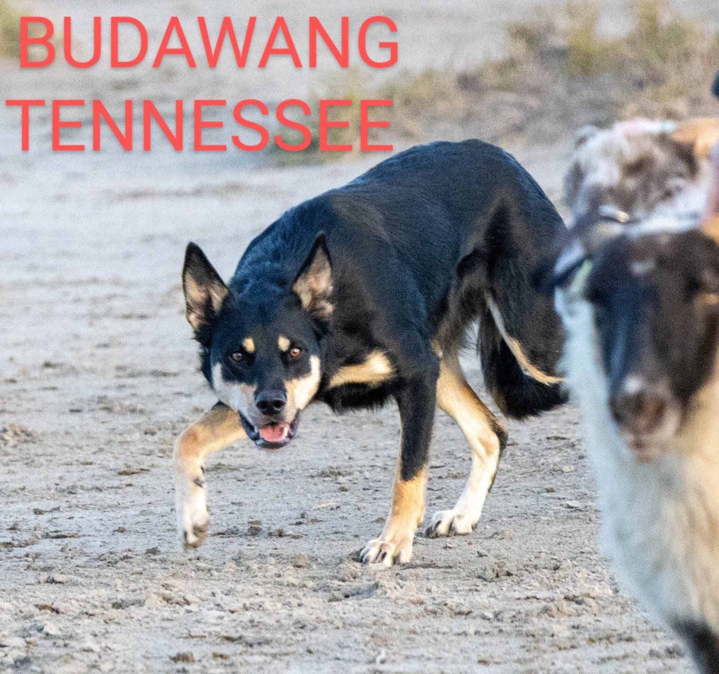 Portée prévue de kelpie en 2026