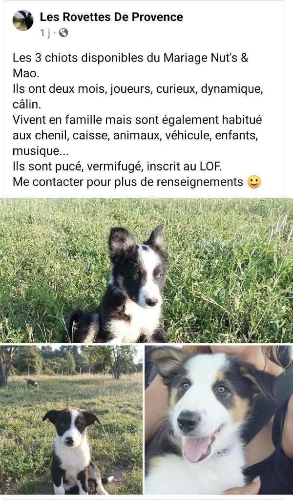 Huan Seha Sy-Phaa - portée de border collie dans le Vaucluse ( 84)