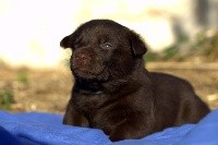 Neska, femelle chocolat