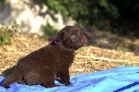 Nessy, femelle chocolat
