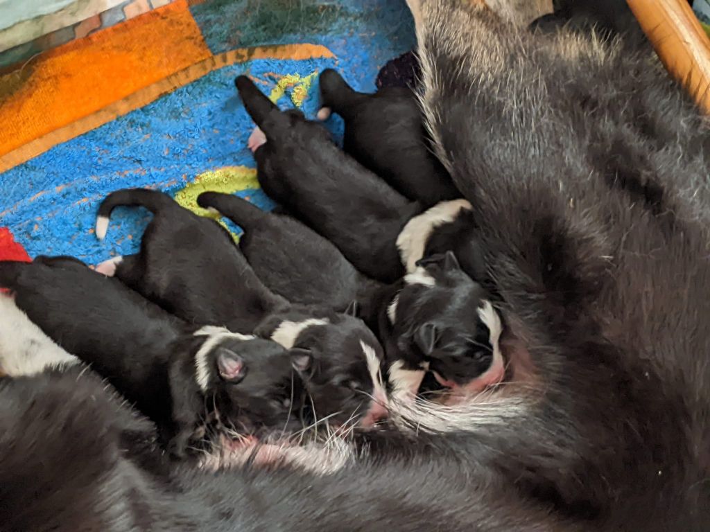Huan Seha Sy-Phaa - Border Collie - Portée née le 21/07/2022