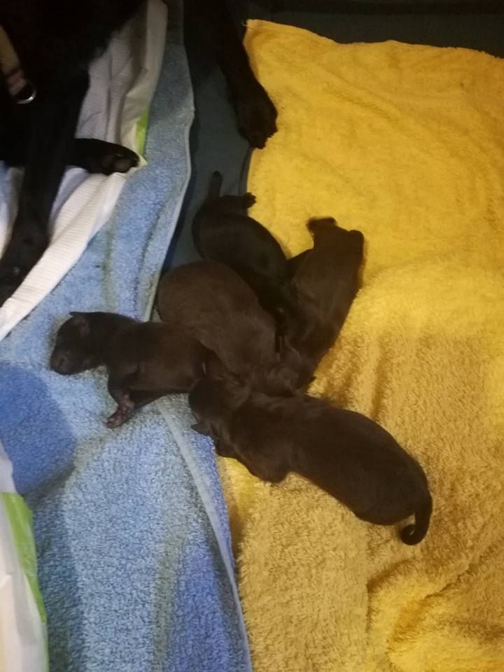 Huan Seha Sy-Phaa - Australian Kelpie - Portée née le 28/08/2017